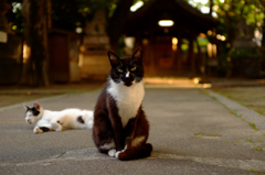 小首を傾げ