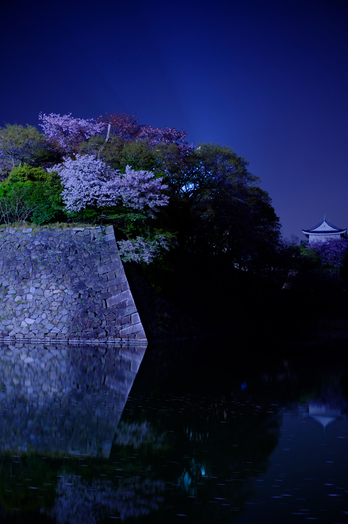 お堀の夜桜４