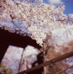 さくら 元善光寺３