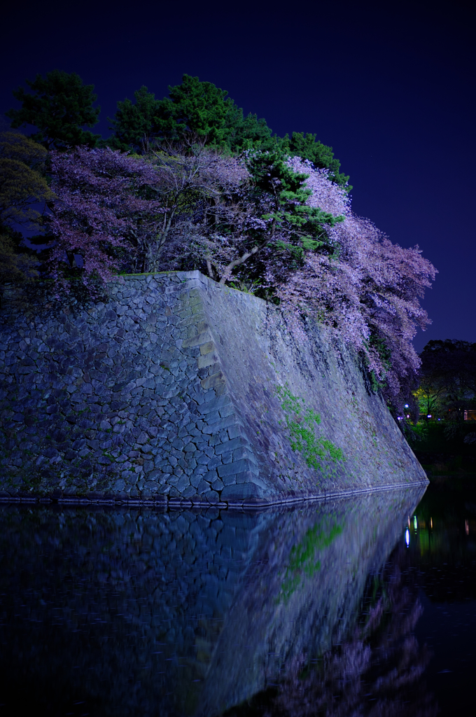 お堀の夜桜３