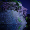 お堀の夜桜３