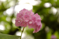 hydrangea otaksa