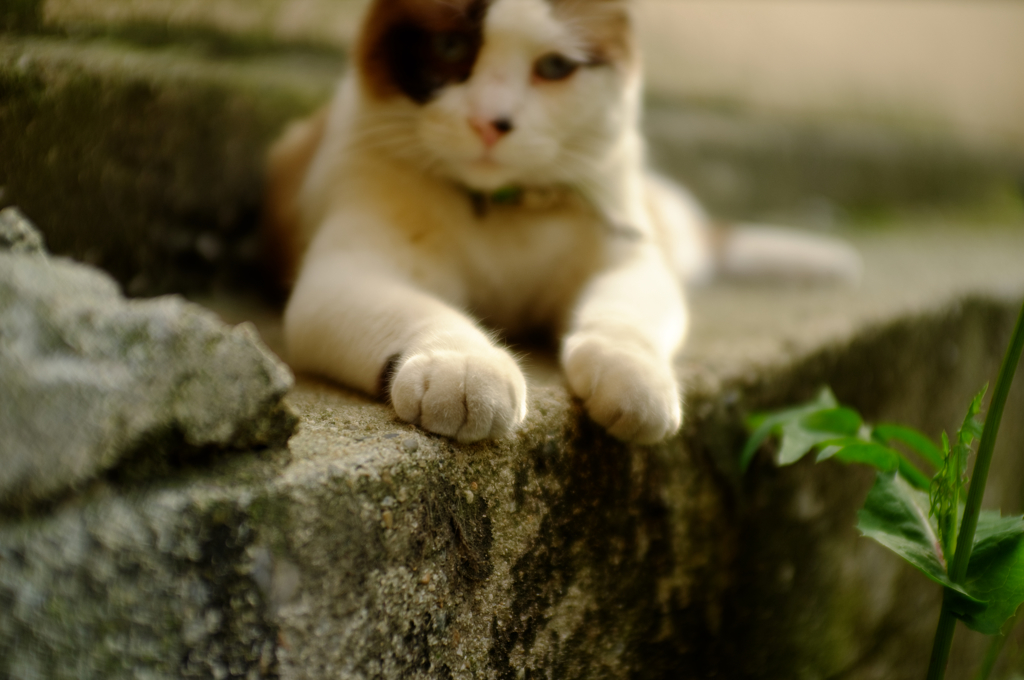 猫の手