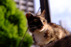 りりしく