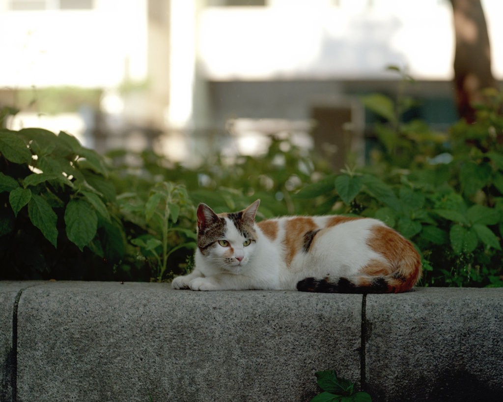 暑いので日陰に