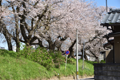 近所の桜