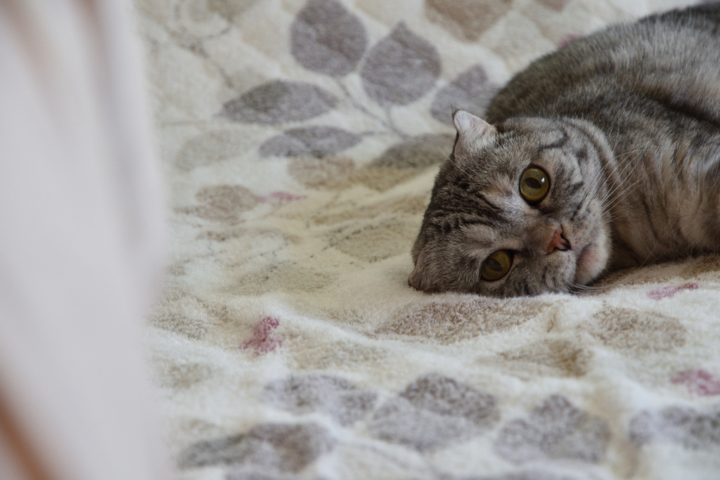 ねこ