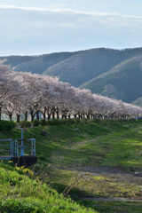 桜並木