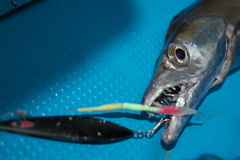 琉球太刀魚