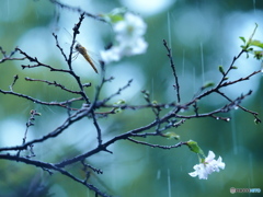 秋の雨音