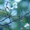 秋の雨音