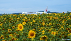 夏の空港