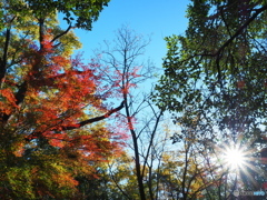 近所の紅葉