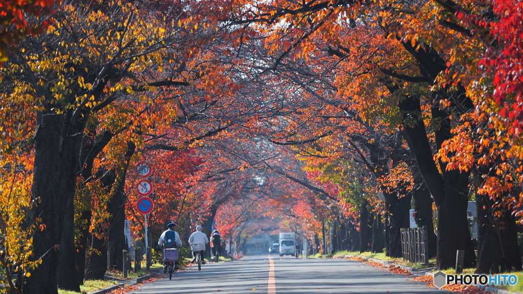 桜トンネルの秋模様