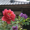 和と花