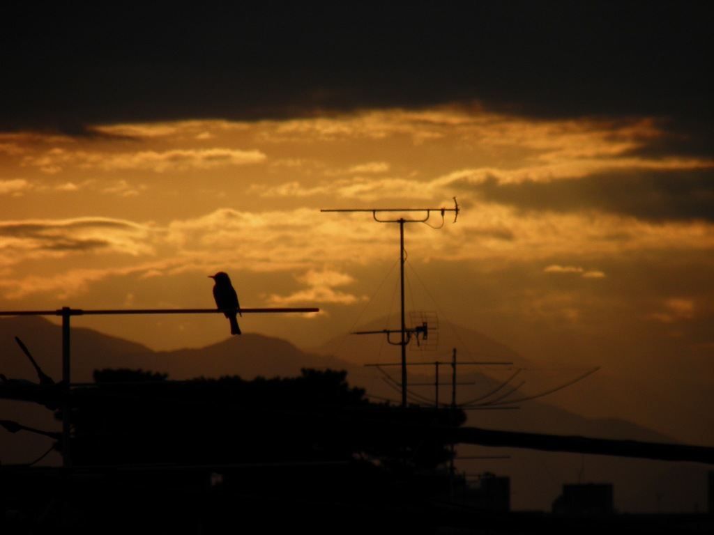 夕暮れに佇むヒヨドリ