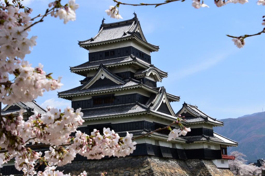 桜と松本城