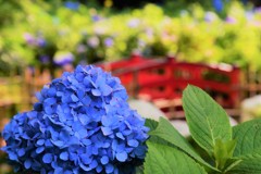紫陽花と橋