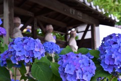 紫陽花と地蔵