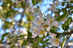 葉桜