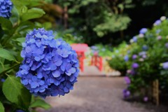 紫陽花