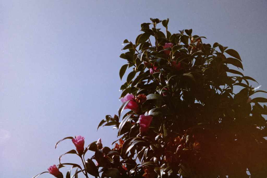 First film