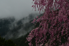 雲上の桜。