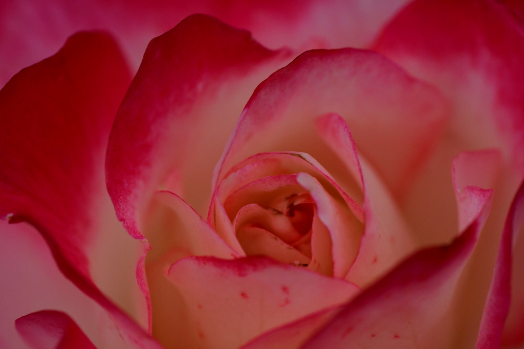 花神。