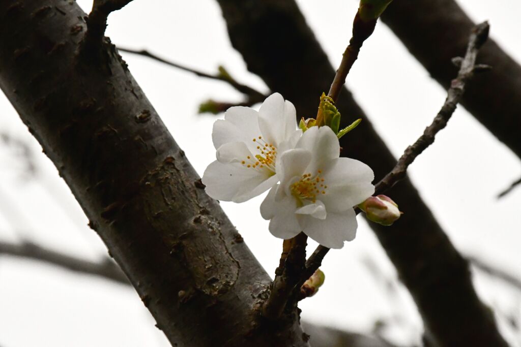 SAKURA。