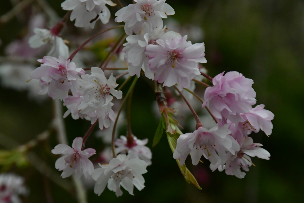 桜。