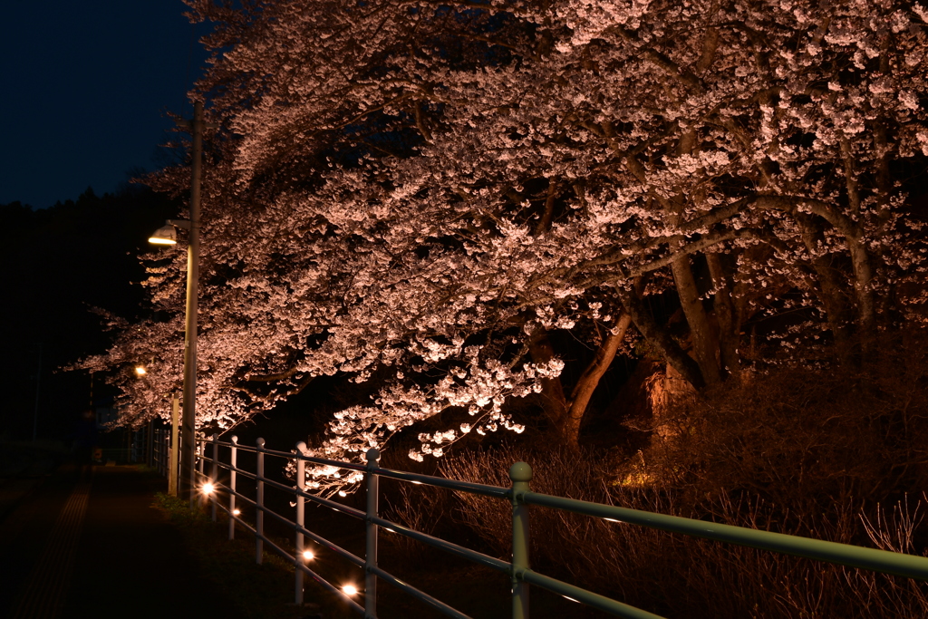 何時かの桜。