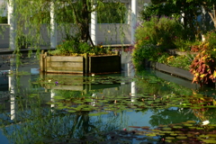 現代のモネ池。