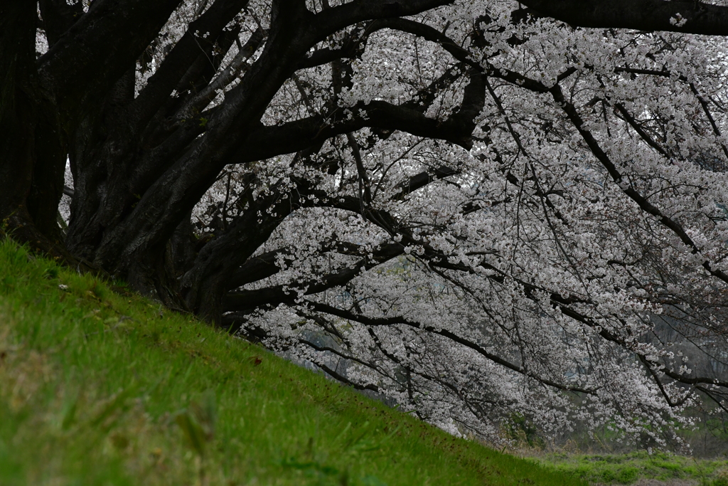 寂桜。