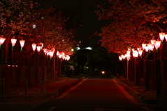 灯篭桜。