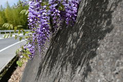 路傍の花。