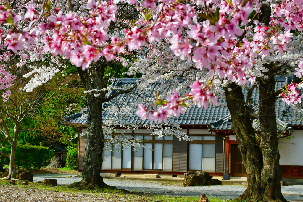 桜屋敷、長野編。