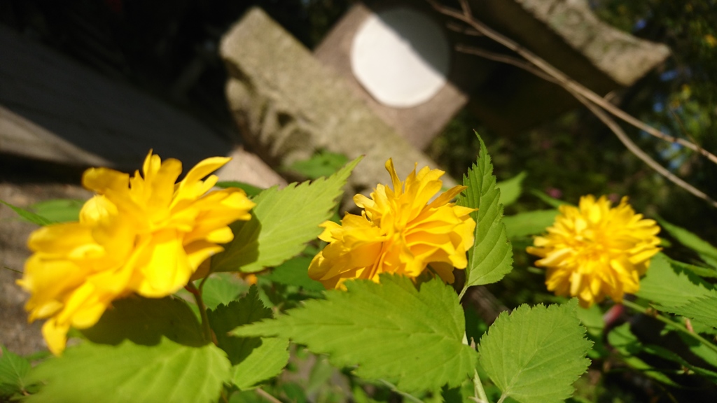 太田道灌所縁の花。
