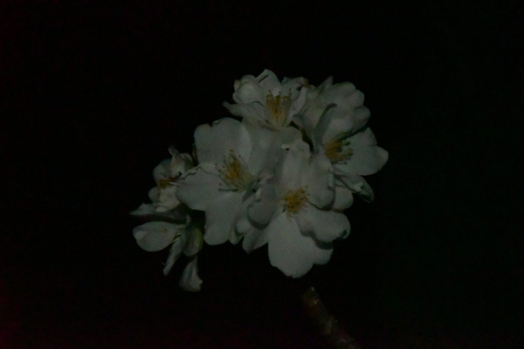 開花宣言。