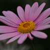 花。
