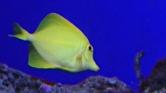 黄色いお魚。