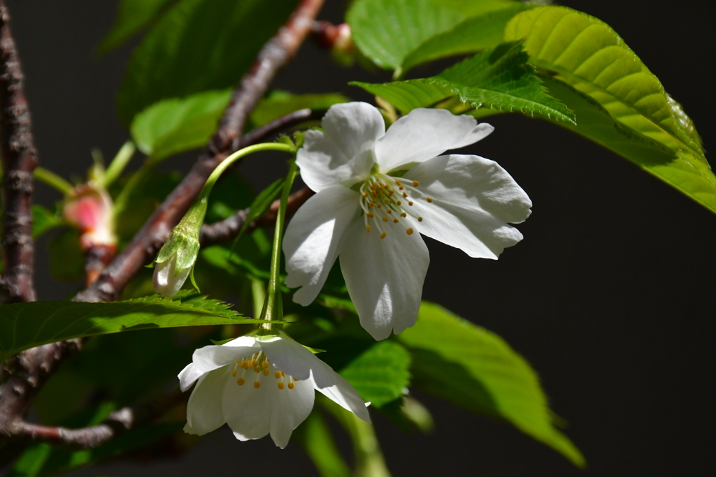 我が家の桜も。