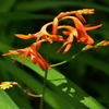 緋ひ花。