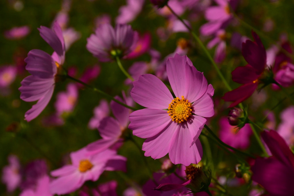 秋桜。