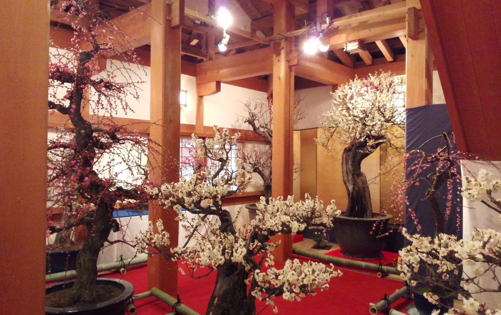 梅の競演。