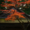 檜皮葺と紅葉。