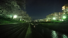 友と語りし夜桜の風景。