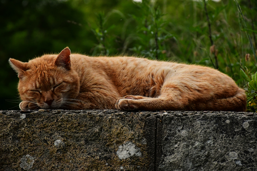 眠り猫。
