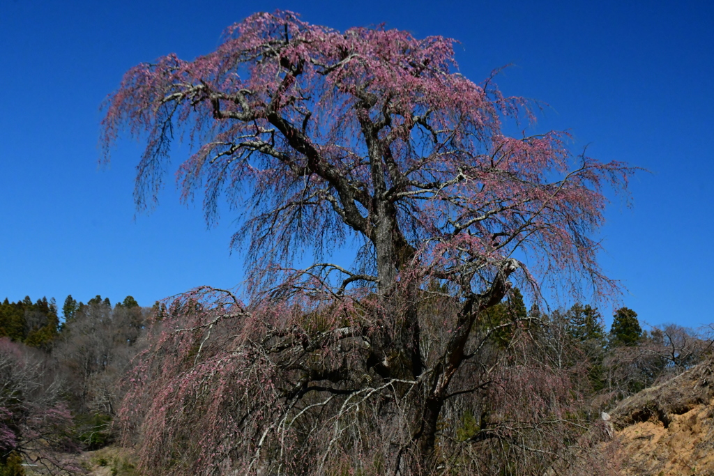 糸桜。