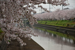 寝覚めは桜と共に。