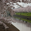 寝覚めは桜と共に。
